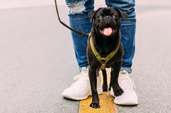 Pet friendly